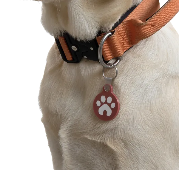 Labrador sa NFC priveskom Moja šapa na ogrlici